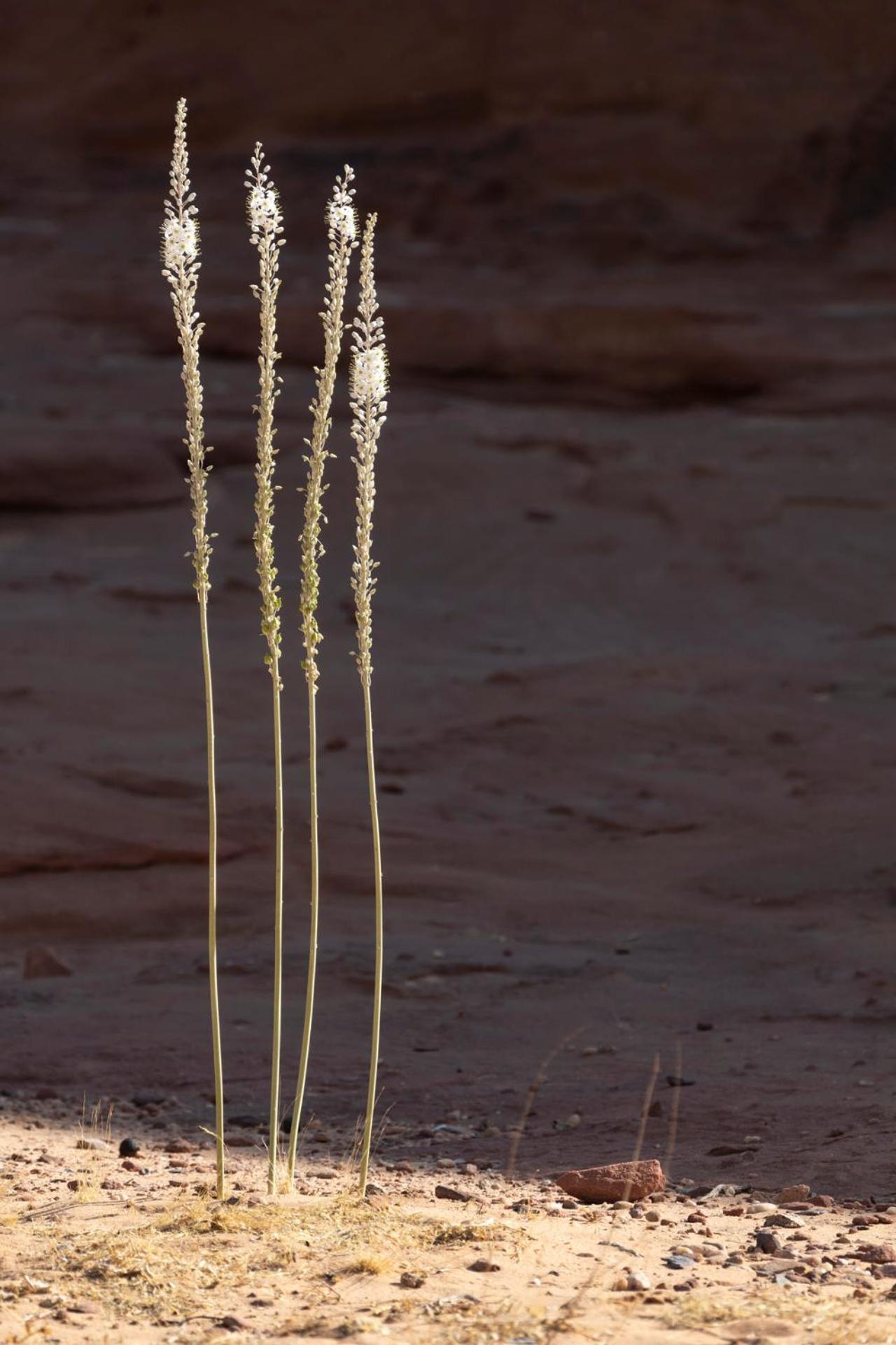 Wadi Rum Camp & Jeep Tour ภายนอก รูปภาพ
