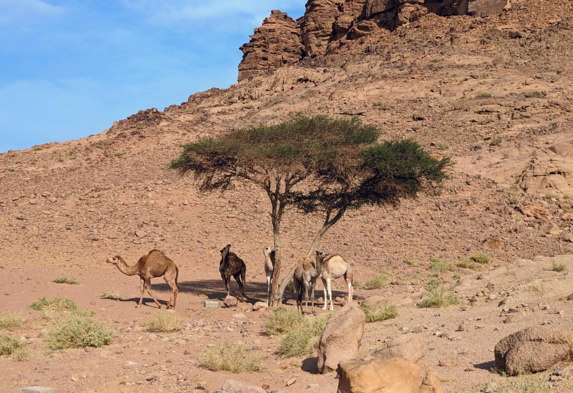 Wadi Rum Camp & Jeep Tour ภายนอก รูปภาพ